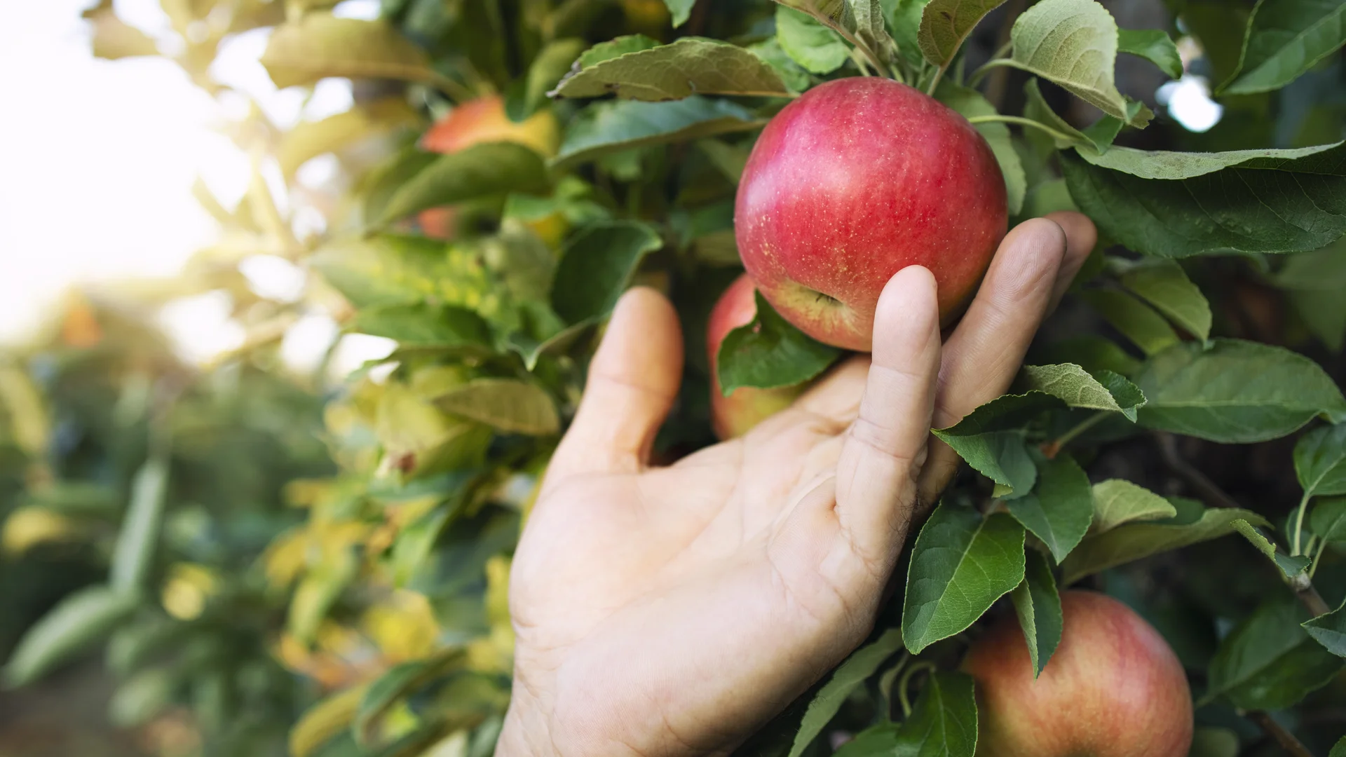 Datos Curiosos sobre la Manzana Org&aacute;nica
